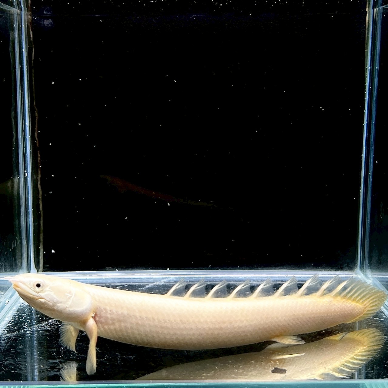 (価格交渉可能)トゥルカナセネガルス熱帯魚 価格交渉可能)トゥルカナセネガルス