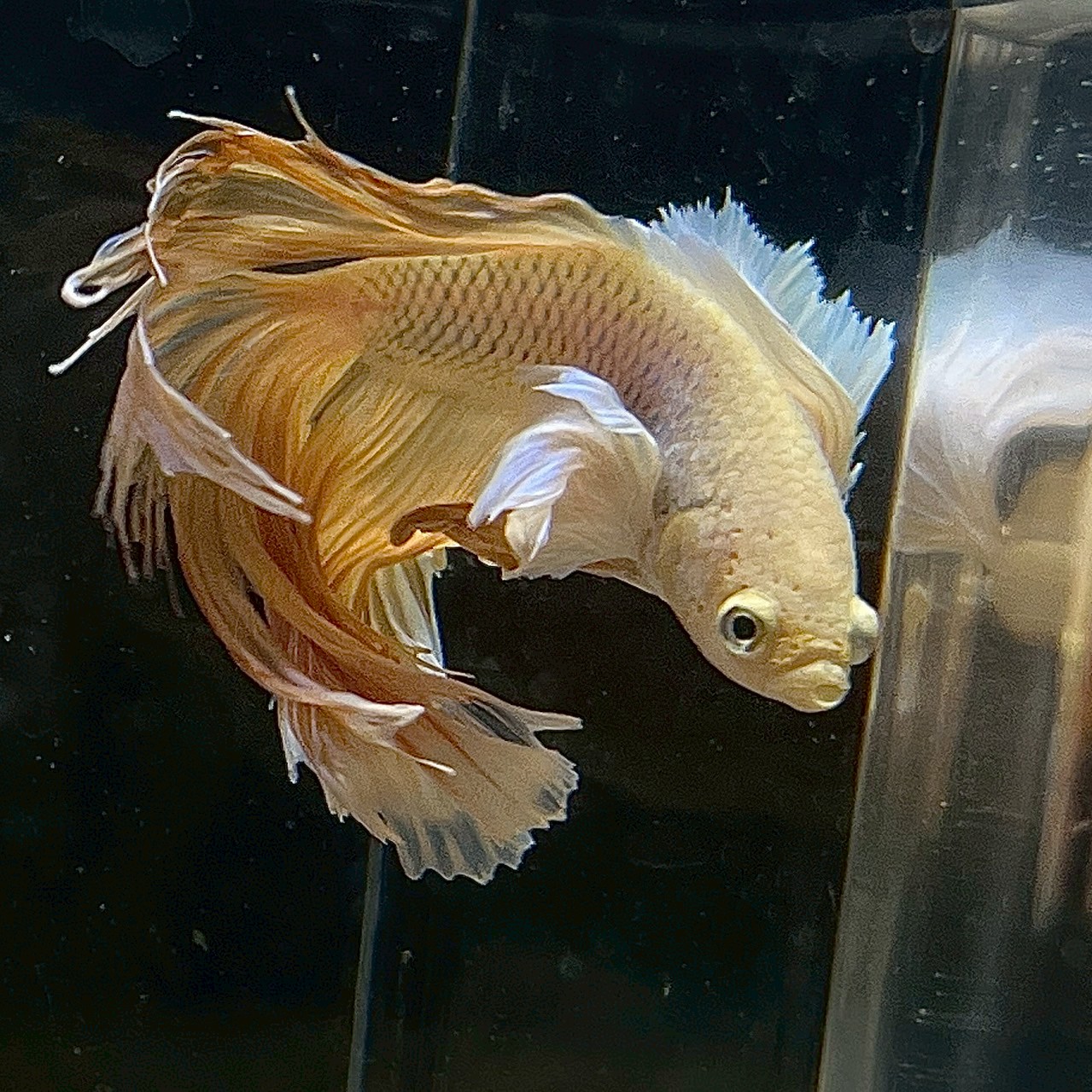 【楽天市場】(3)現物写真 ベタ PKHM エレファントイヤー (Mサイズ) (1匹) 不二熱帯魚 淡水魚 生体 ベタ 写真の個体が届きます ...
