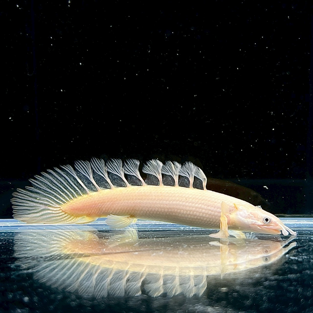 楽天市場】【淡水魚】【通販】大特価 ポリプテルス プラチナ