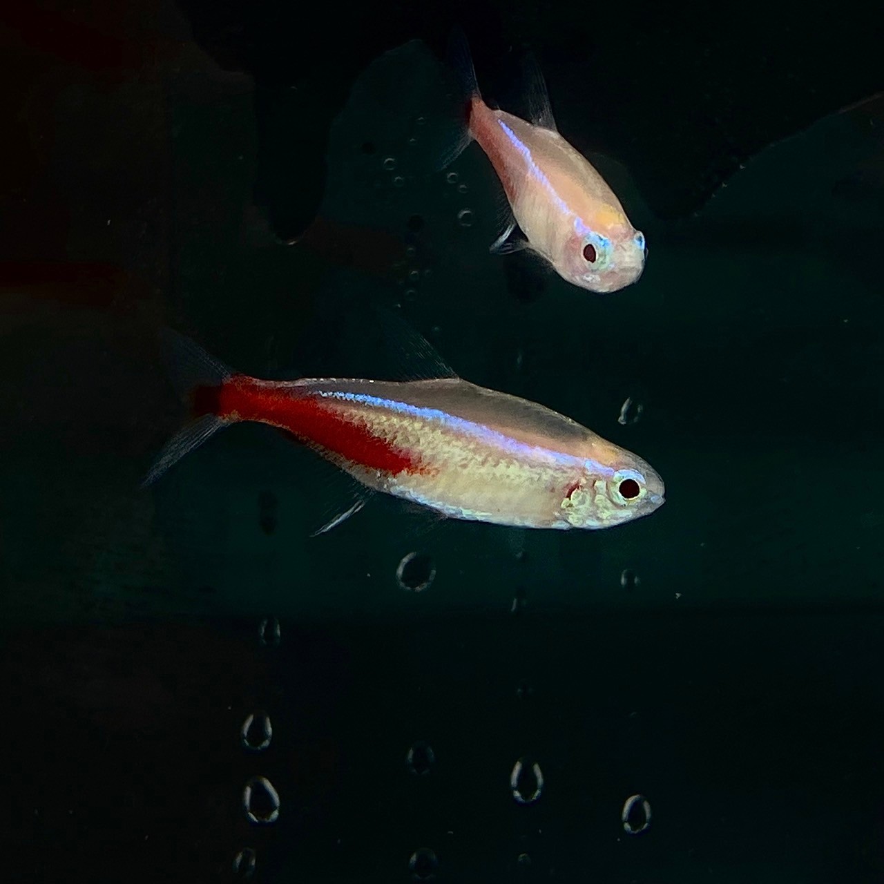 楽天市場】アルビノブラックネオンテトラ (Mサイズ) (10匹) 不二熱帯魚