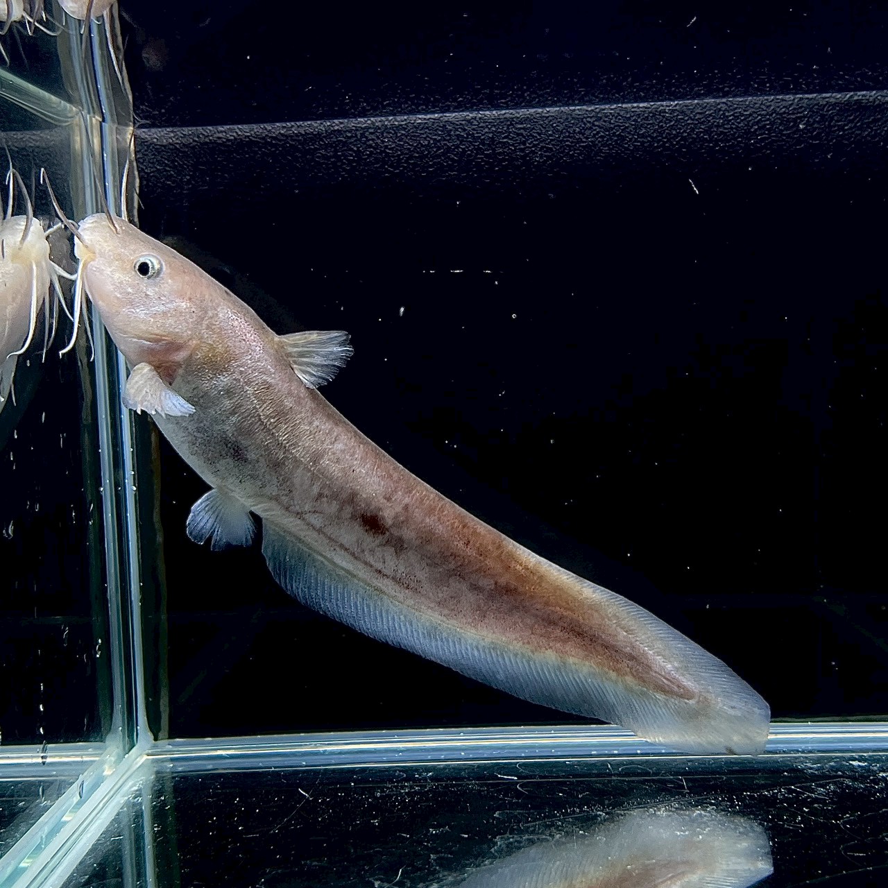 価格の安いアルビノシルバーアロワナ ☆大人気熱帯魚☆アルビノ 