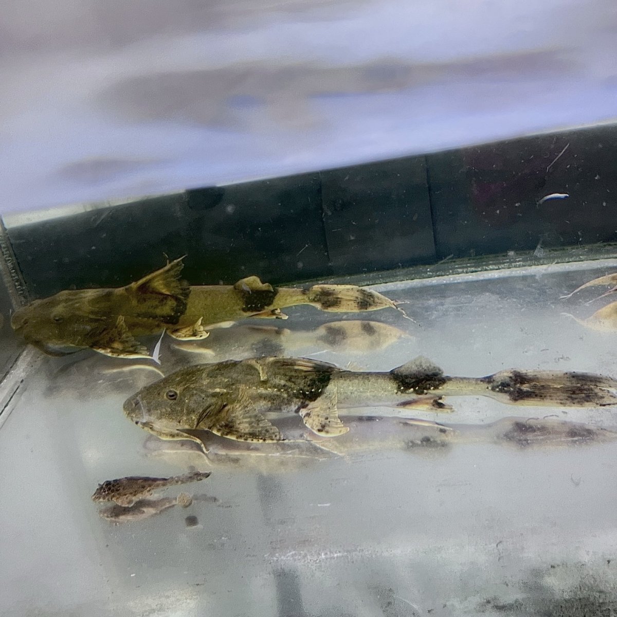 バガリウスヤレリー (28cm±) (1匹) 不二熱帯魚 熱帯魚 淡水魚 生体 人気種 ナマズ
