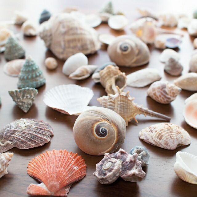 楽天市場】天然 シェル、クラム、貝殻、サンゴ、詰め合わせ貝殻7種類+