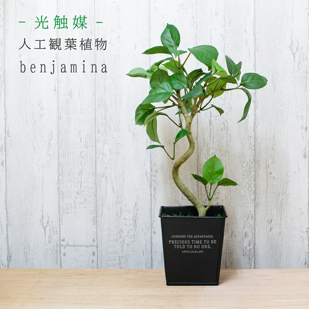 光触媒 人工観葉植物 ベンジャミン フェイクグリーン 造花 おしゃれ 観葉植物 会社 事務所 自宅 室内 おしゃれな器でそのまま飾れる Fpp 807 Educaps Com Br