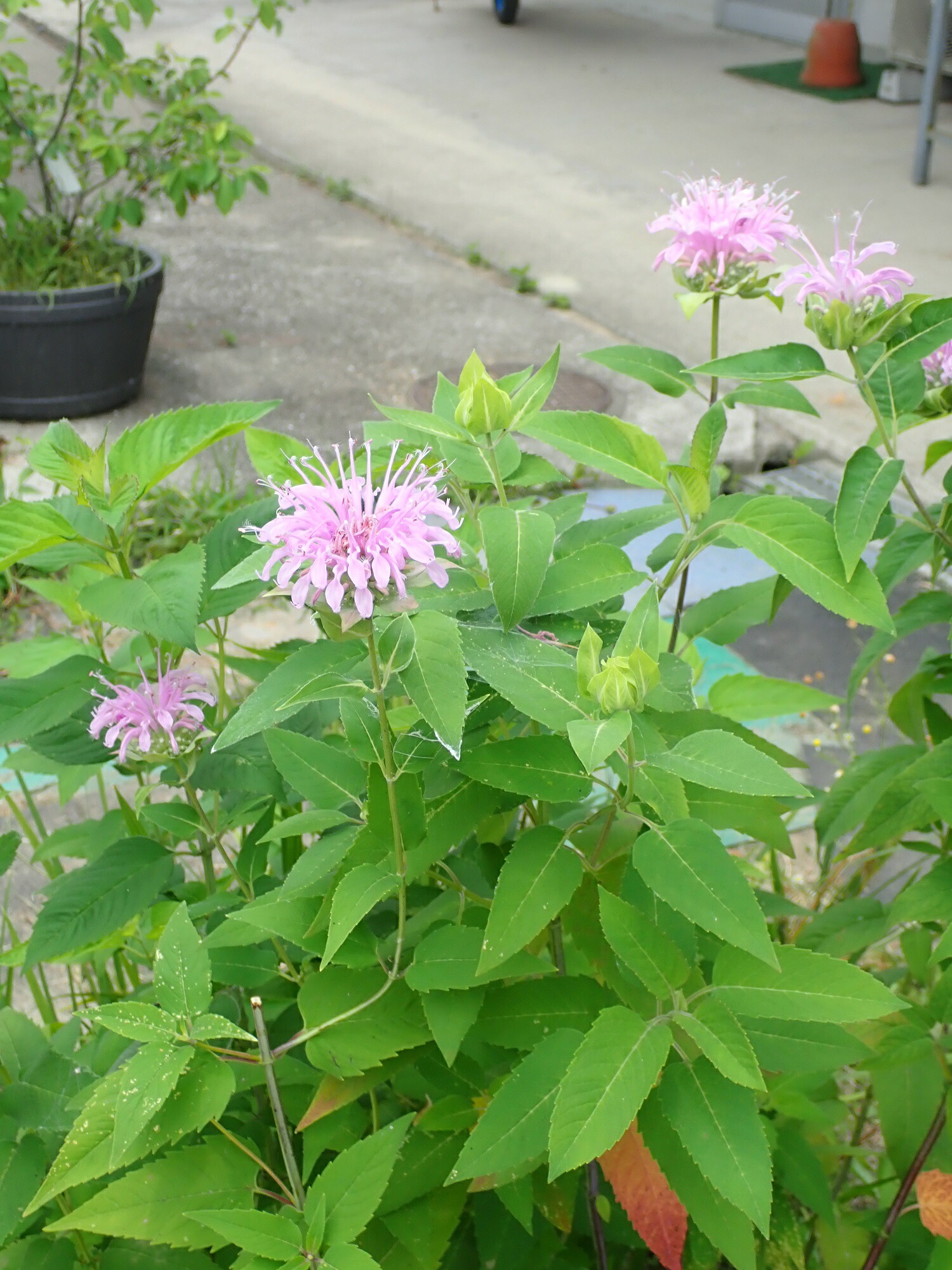 楽天市場 藤田種子 ベルガモット ワイルドハーブ種 藤田種子株式会社