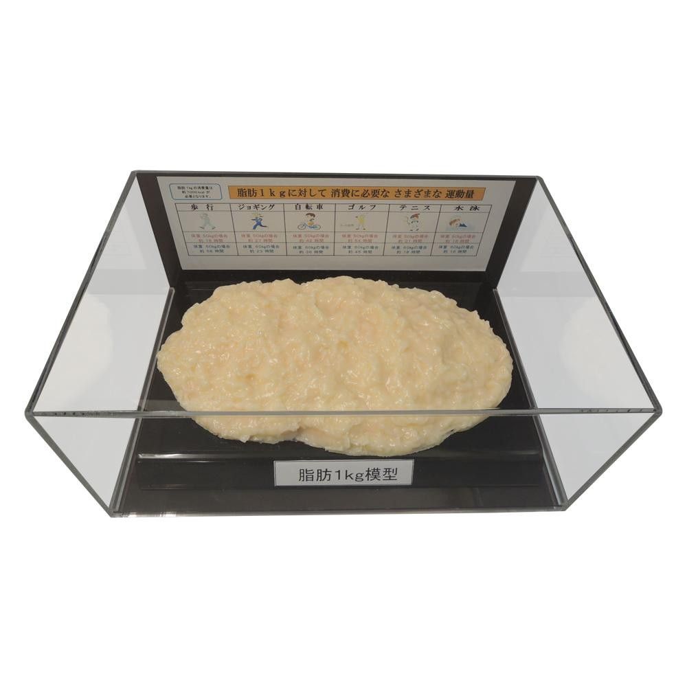 脂肪模型フィギュアケース入 1kg IP-978 【北海道・沖縄・離島配送不可】