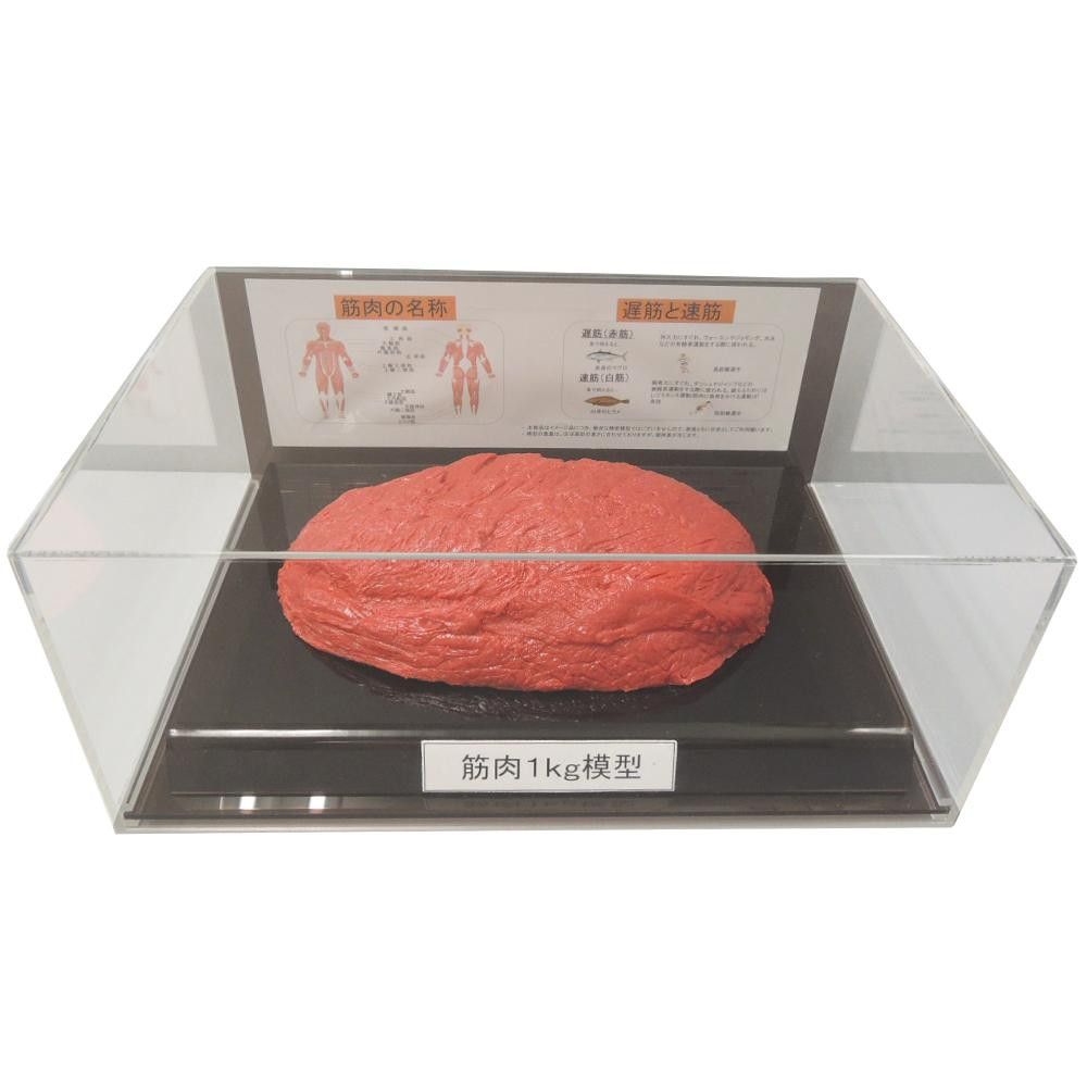 筋肉模型フィギュアケース入 1kg IP-986 【北海道・沖縄・離島配送不可】 28,966円