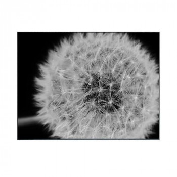 Photography Dandelions アートパネル IAA-53190 【北海道・沖縄・離島配送不可】