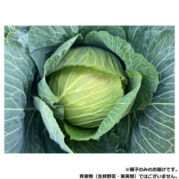 小林種苗 キャベツ種子 こいだま 9272 コートL5000粒 【北海道・沖縄・離島配送不可】|フジックス