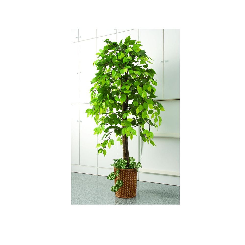 させて 谷村実業 観葉植物 ブーゲンビリア 竹カ ガーデニング Diy 工具 めてご させて 谷村実業 観葉植物 ブーゲンビリア 竹カ ガーデニング Diy 工具 めてご