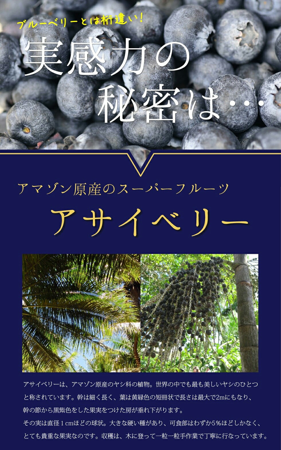 絶対一番安い アサイベリー プラチナアイ 33粒 3袋 約3ヵ月分 ルテイン ポリフェノール サプリ フローラグロールテイン 目の疲れ 疲れ目 ビタミンa 眼 ビルベリー カシス 赤ブドウ ブルーベリー 目のかすみ ビタミンc Fucoa Cl