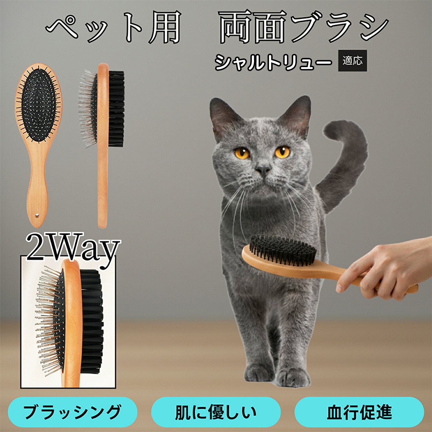 楽天市場】【5倍ポイント】 シャルトリュー猫種 シャルトリュー ペット