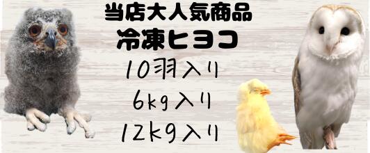 楽天市場】冷凍ヒヨコ12kg 約300羽分 フクロウ 鷹 ハヤブサ