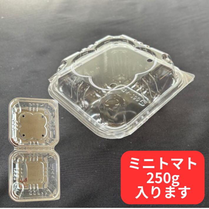 春夏新作モデル 楽天市場】送料無料【10枚】シャインマスカット 箱 1kg フルーツ 下着・アンダーウェア
