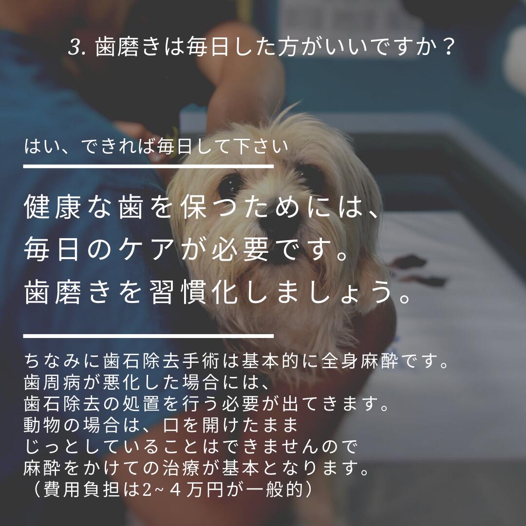 正規通販 新発売 デンタル ペレッティー Dental Peletty デンタルケアジェル 小型用 50g 口内細菌除去 口臭 歯槽膿漏 予防対策  歯石付着予防 whitesforracialequity.org