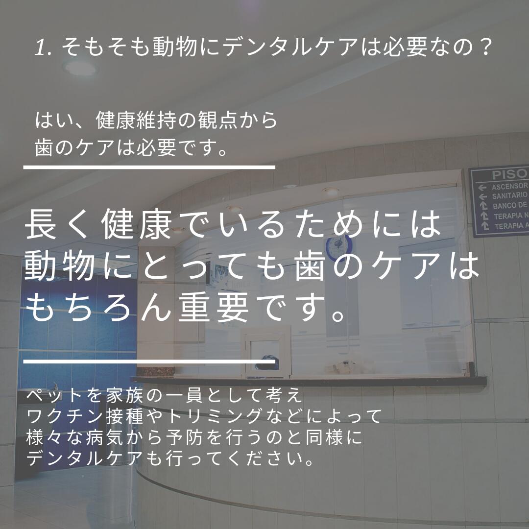 獣医師が使うペレッティーシリーズ【 デンタル ペレッティー 口腔ケアジェル】口内細菌除去 口臭・歯槽膿漏 予防対策 歯石付着予防 (無味無臭) (12  yXmXtMIFAB, 犬用品 - centralcampo.com.br