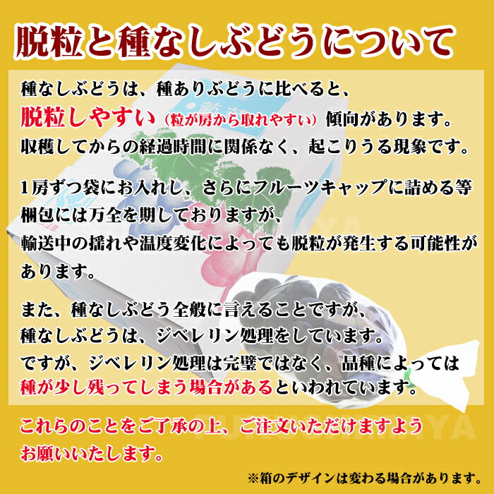 福島県産の巨峰種なしお試し2房入(1房300g～450g)お試しセット【発送時期：9月中旬頃～10月中旬頃まで予定】