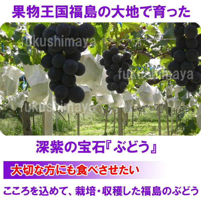 【送料無料】福島県産の巨峰種なしお試し2房入(1房300g～450g)お試しセット【発送時期：9月上旬頃～10月中旬頃まで予定】
