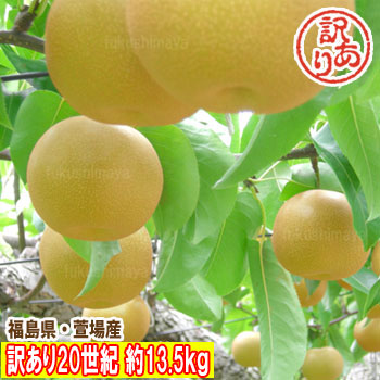 【数量限定】訳あり 20世紀 梨 なし 約13.5kg（9kg箱+4.5kg箱）（24～75玉入）不揃い 傷あり 規格外【発送時期：9月上旬頃～9月下旬頃まで予定】 福島 かやば 萱場 フルーツ 果物 福島 家庭用 訳アリ お得 食品