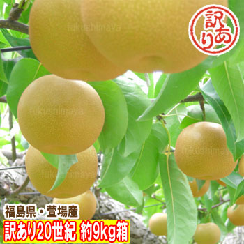 【数量限定】訳あり 20世紀 梨 なし 約9kg（16〜50玉入）不揃い 傷あり 規格外【発送時期：9月上旬頃〜9月下旬頃まで予定】 福島 かやば 萱場 フルーツ 果物 福島 家庭用 訳アリ お得 食品画像