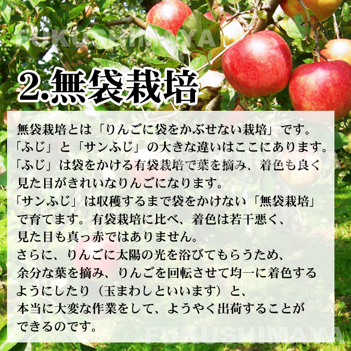 福島県産サンふじりんご約4.5kg箱9～25玉入訳ありご家庭用リンゴ大きさ不揃い傷訳ありリンゴ蜜お得傷ありキズありおいしい食品ロス