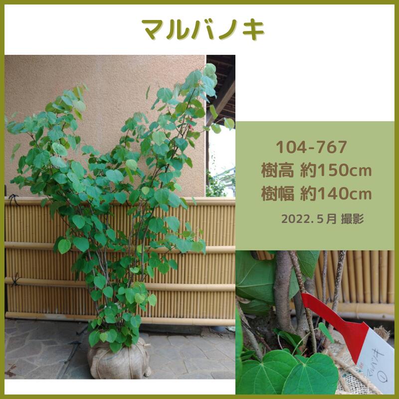 楽天市場】オリーブ(現品発送) (シンボルツリー) (庭木) (植木) (常緑樹)（観葉植物) (果樹) (品種不明） : fukuzou緑花園