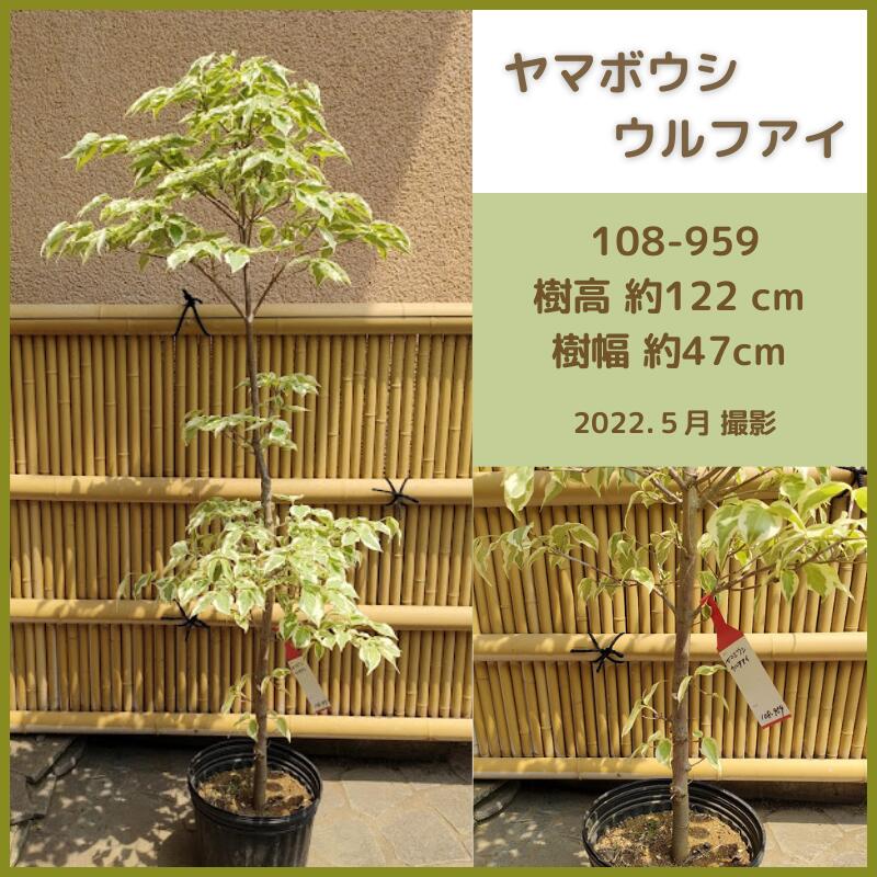 人気の製品 ヤマボウシウルフアイ 現品発送 シンボルツリー 庭木 植木 落葉樹 斑入り Www Smartpipe Com Br