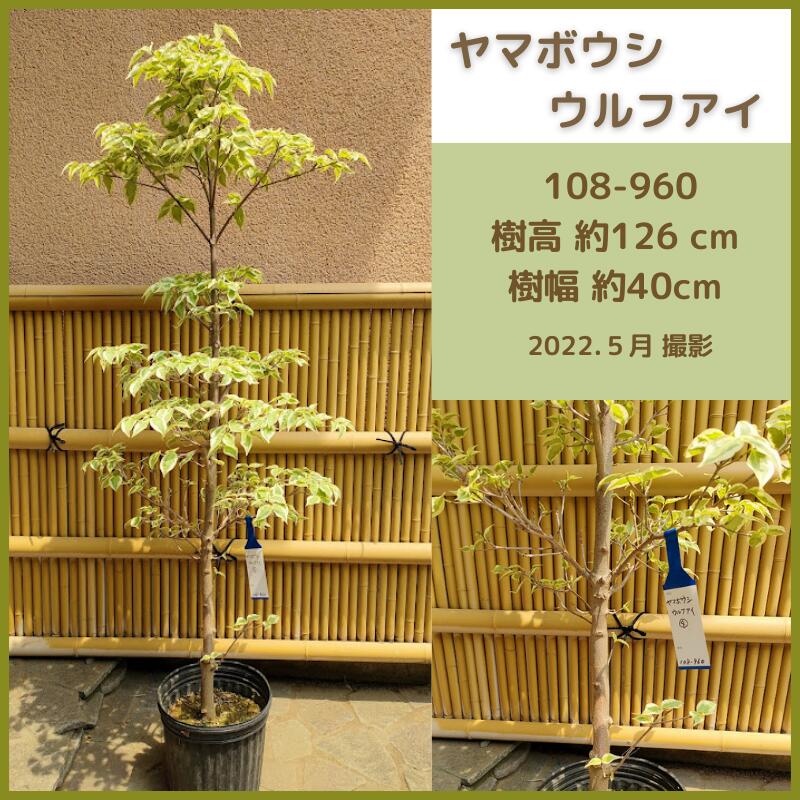 人気の製品 ヤマボウシウルフアイ 現品発送 シンボルツリー 庭木 植木 落葉樹 斑入り Www Smartpipe Com Br