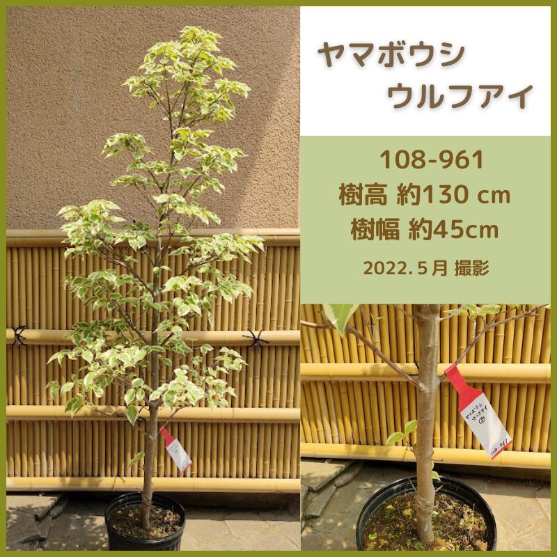 人気の製品 ヤマボウシウルフアイ 現品発送 シンボルツリー 庭木 植木 落葉樹 斑入り Www Smartpipe Com Br
