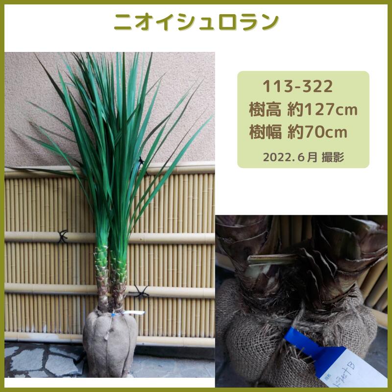 通常便なら送料無料 常緑モミジ レディーガーダム1 5m 紅葉 現品発送 シンボルツリー 庭木 植木 常緑樹 Fucoa Cl