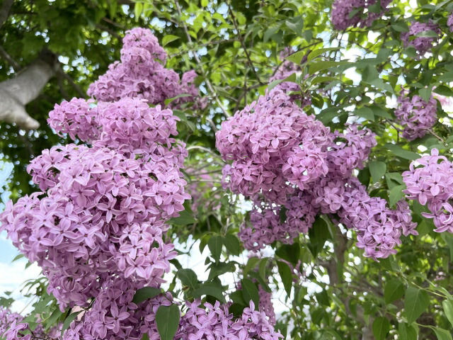 新作通販 ライラック ムラサキ 1 6ｍ 現品発送 リラ ハート型の葉 紫花 可愛らしい花 花木 庭木 植木 落葉樹 Fucoa Cl