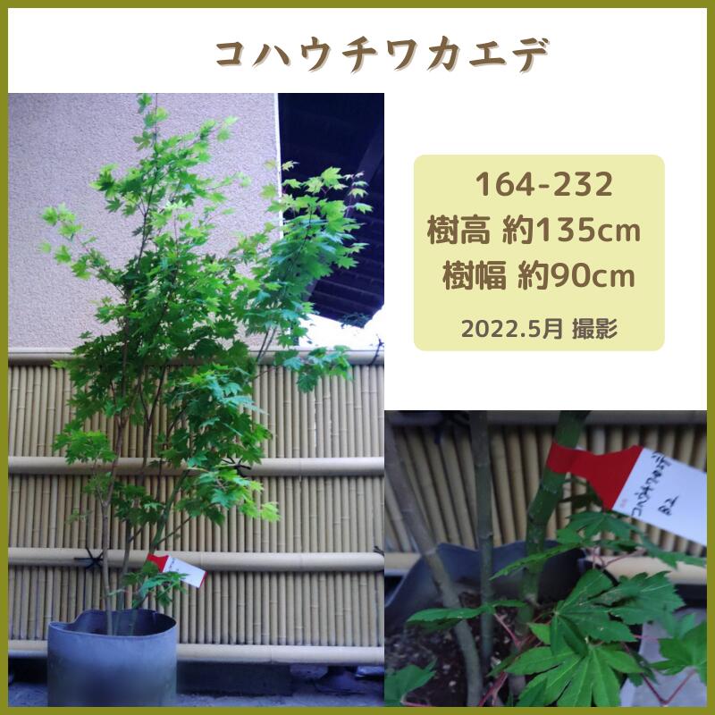 楽天市場】オリーブ(現品発送) (シンボルツリー) (庭木) (植木) (常緑樹)（観葉植物) (果樹) (品種不明） : fukuzou緑花園