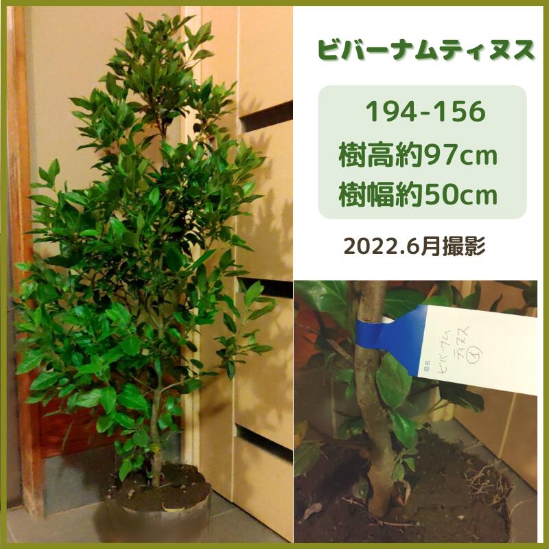 ブランドのギフト ビバーナムティヌス1m 現品発送 常盤ガマズミ シンボルツリー 庭木 植木 常緑低木 白花 花木 生垣 Fucoa Cl