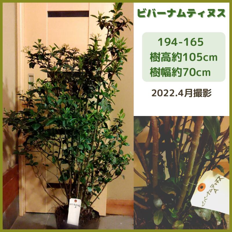 楽天市場】オリーブ(現品発送) (シンボルツリー) (庭木) (植木) (常緑樹)（観葉植物) (果樹) (品種不明） : fukuzou緑花園