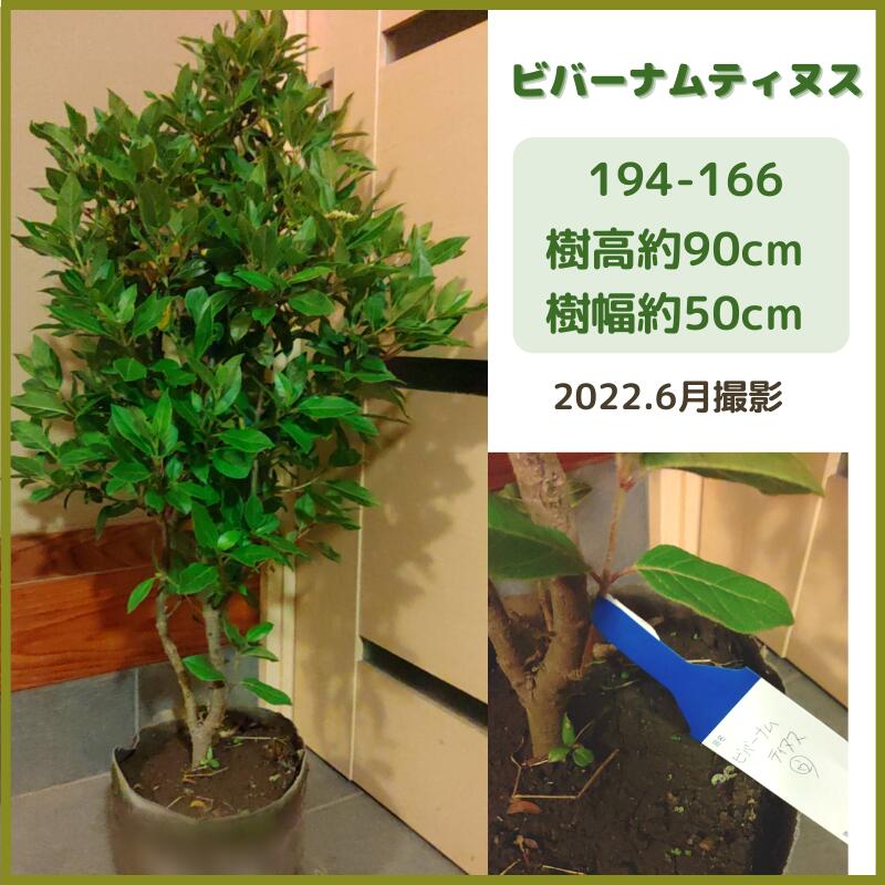 マート ビバーナムティヌス1m 現品発送 常盤ガマズミ シンボルツリー 庭木 植木 常緑低木 白花 花木 生垣 Fucoa Cl