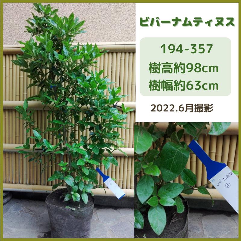 マート ビバーナムティヌス1m 現品発送 常盤ガマズミ シンボルツリー 庭木 植木 常緑低木 白花 花木 生垣 Fucoa Cl