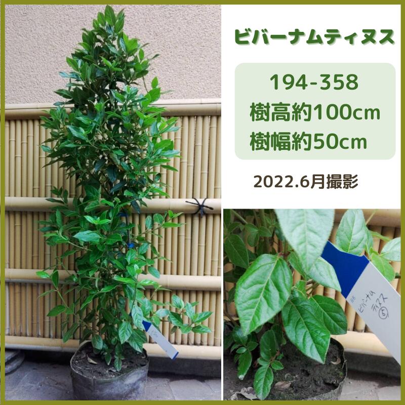 マート ビバーナムティヌス1m 現品発送 常盤ガマズミ シンボルツリー 庭木 植木 常緑低木 白花 花木 生垣 Fucoa Cl