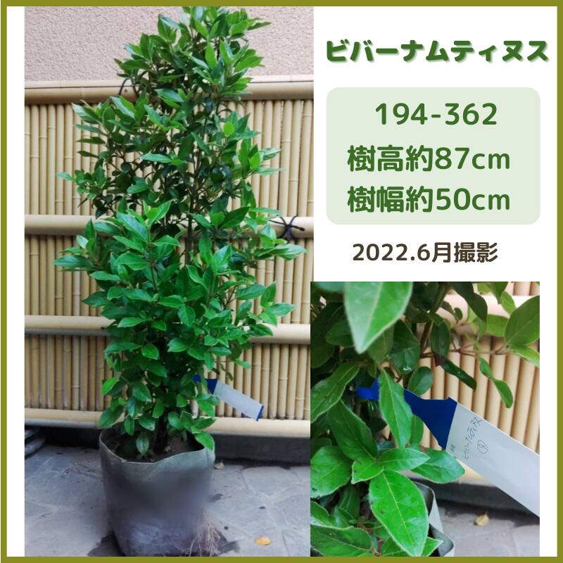 マート ビバーナムティヌス1m 現品発送 常盤ガマズミ シンボルツリー 庭木 植木 常緑低木 白花 花木 生垣 Fucoa Cl