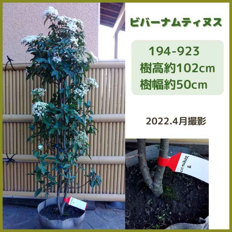 楽天市場】オリーブ(現品発送) (シンボルツリー) (庭木) (植木) (常緑樹)（観葉植物) (果樹) (品種不明） : fukuzou緑花園