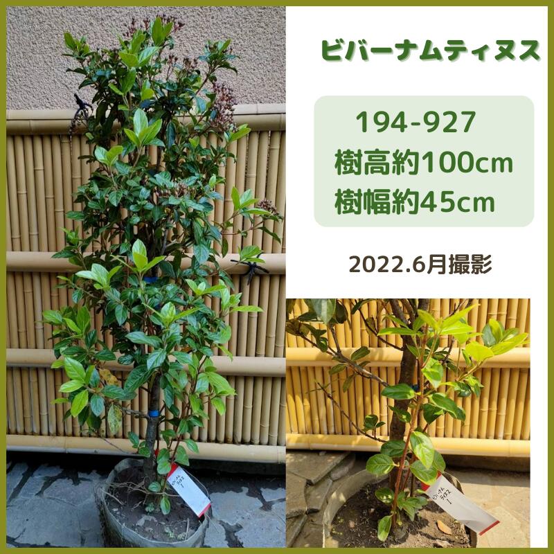 マート ビバーナムティヌス1m 現品発送 常盤ガマズミ シンボルツリー 庭木 植木 常緑低木 白花 花木 生垣 Fucoa Cl