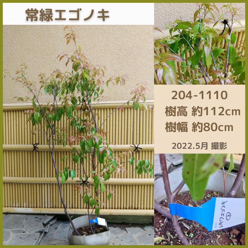 楽天市場】オリーブ(現品発送) (シンボルツリー) (庭木) (植木) (常緑樹)（観葉植物) (果樹) (品種不明） : fukuzou緑花園