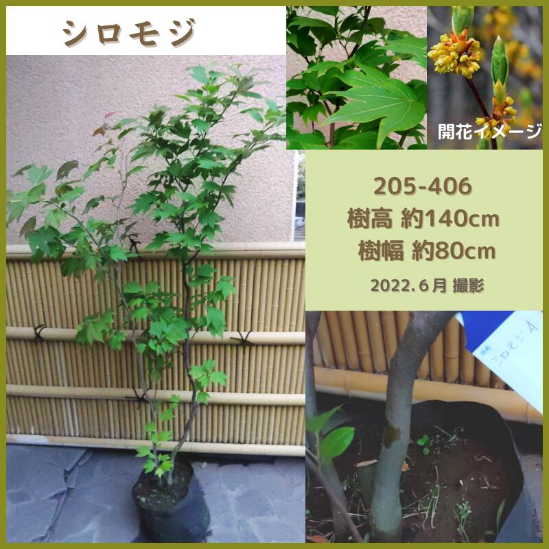 ギフ 包装 シロモジ 白文字 1 4 1 5m 現品発送 シンボルツリー 庭木 植木 落葉樹 Fucoa Cl