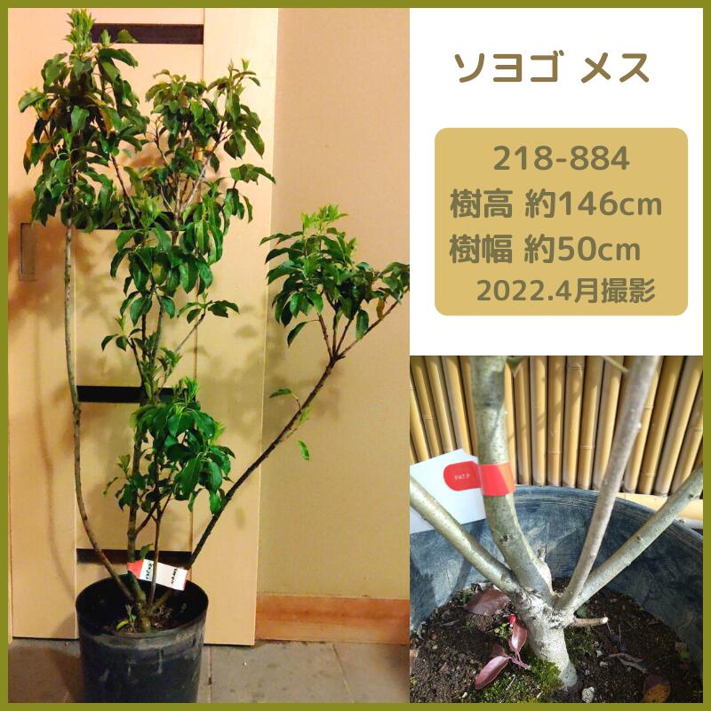 楽天市場】オリーブ(現品発送) (シンボルツリー) (庭木) (植木) (常緑樹)（観葉植物) (果樹) (品種不明） : fukuzou緑花園