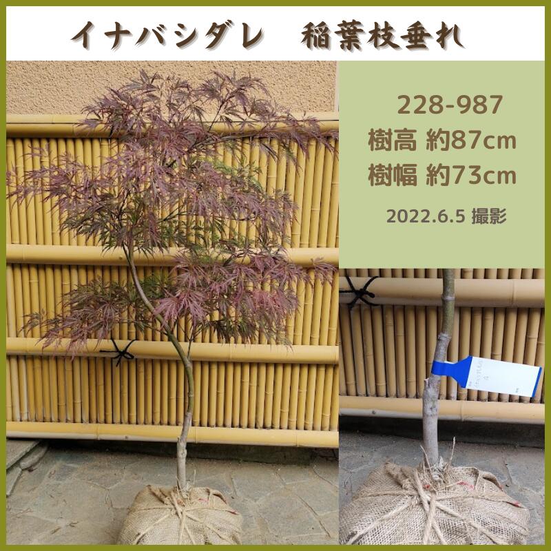 返品交換不可 イナバシダレ モミジ0 8 1ｍ 稲葉枝垂れ 紅葉 送料無料 現品発送 シンボルツリー 庭木 植木 落葉樹 Whitesforracialequity Org