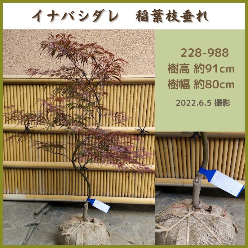 返品交換不可 イナバシダレ モミジ0 8 1ｍ 稲葉枝垂れ 紅葉 送料無料 現品発送 シンボルツリー 庭木 植木 落葉樹 Whitesforracialequity Org