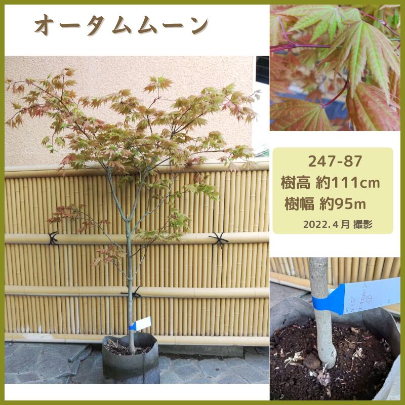 通常便なら送料無料 常緑モミジ レディーガーダム1 5m 紅葉 現品発送 シンボルツリー 庭木 植木 常緑樹 Fucoa Cl