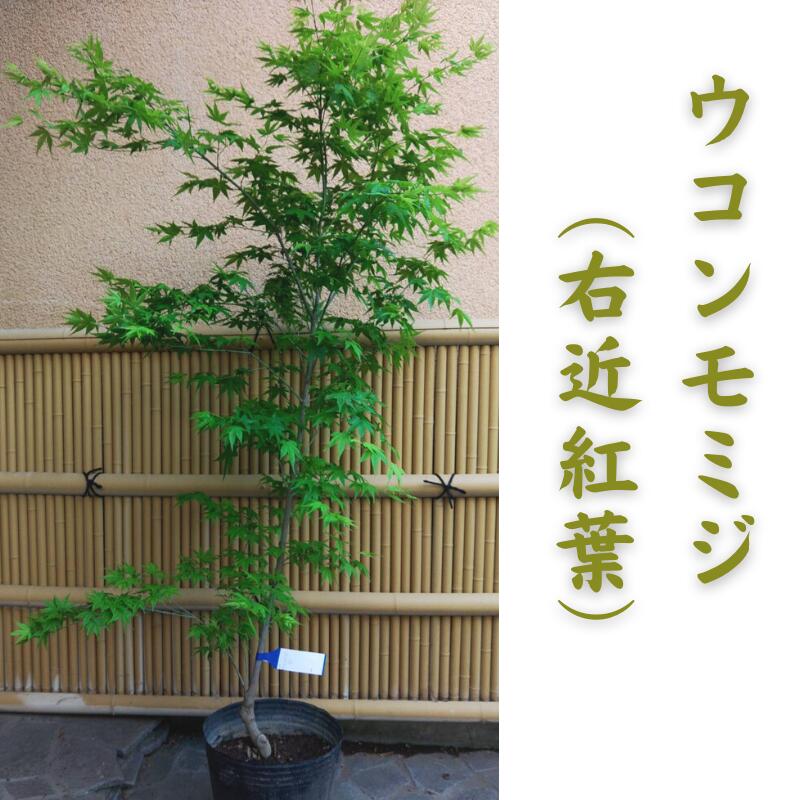高額売筋 ウコンモミジ 右近紅葉 1 4m 紅葉 現品発送 シンボルツリー 庭木 植木 落葉樹 Fucoa Cl