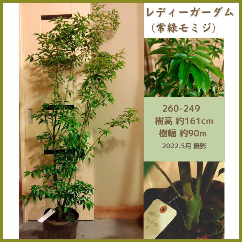 ファッションなデザイン 常緑モミジ レディーガーダム1 6m 紅葉 現品発送 シンボルツリー 庭木 植木 常緑樹 Fucoa Cl