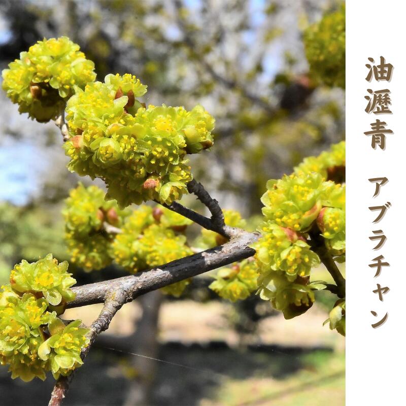 アブラチャン1.4m(油瀝青)【送料無料】(現品発送)(シンボルツリー)(庭木)(植木)(落葉樹)