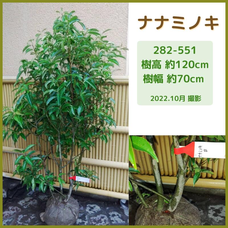 常盤ガマズミ シンボルツリー 庭木 植木 常緑低木 白花 花木 生垣 Fukuzou緑花園 Tvil Bid Virk3ビバーナム ティヌス トキワガマスミ 白花 生垣 植木 苗木 花木 常緑低木 Ipw Info Pl